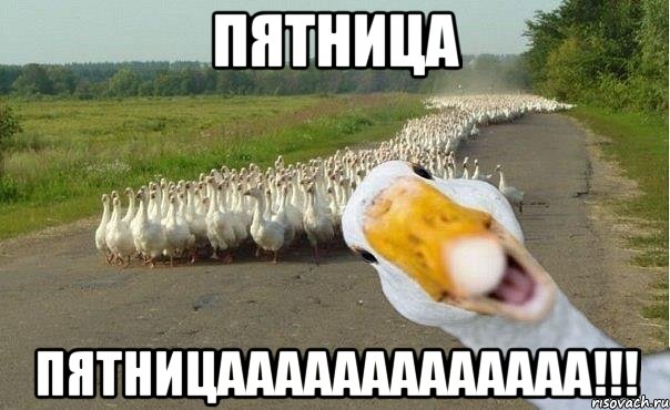 пятница ПЯТНИЦААААААААААААА!!!, Мем гуси