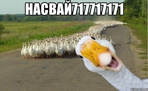 НАСВАЙ717717171 , Мем гуси