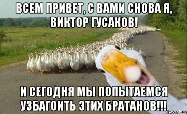 ВСЕМ ПРИВЕТ, С ВАМИ СНОВА Я, ВИКТОР ГУСАКОВ! И СЕГОДНЯ МЫ ПОПЫТАЕМСЯ УЗБАГОИТЬ ЭТИХ БРАТАНОВ!!!, Мем гуси