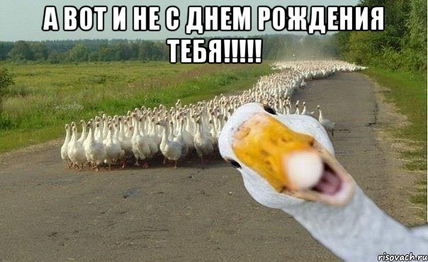 А вот и НЕ с Днем Рождения тебя!!!!! , Мем гуси