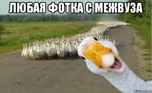 ЛЮБАЯ ФОТКА С МЕЖВУЗА , Мем гуси