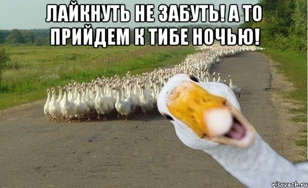 лайкнуть не забуть! а то прийдем к тибе ночью! , Мем гуси