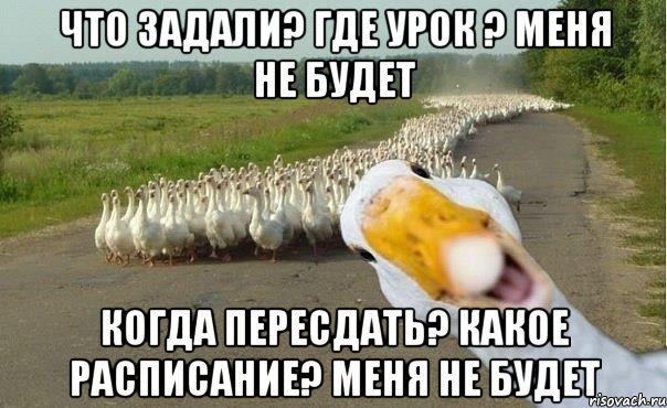 Что задали? Где урок ? Меня не будет Когда пересдать? Какое расписание? Меня не будет, Мем гуси