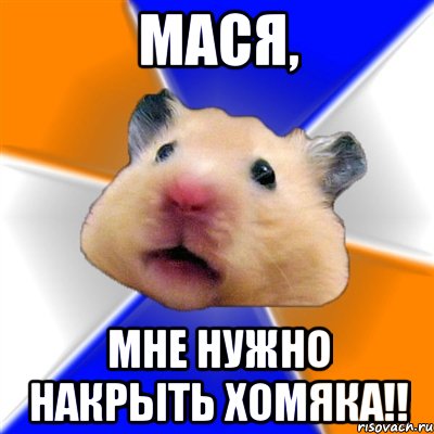 Мася, мне нужно накрыть хомяка!!, Мем Хомяк