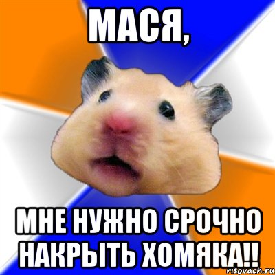 Мася, мне нужно срочно накрыть хомяка!!, Мем Хомяк