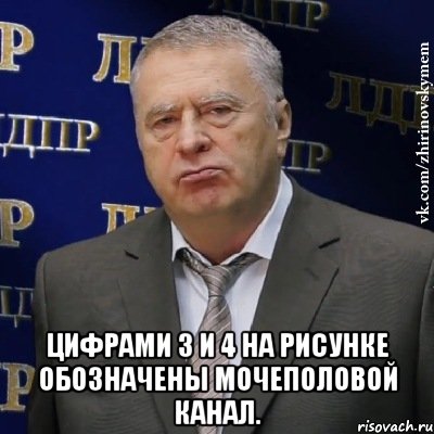  Цифрами 3 и 4 на рисунке обозначены мочеполовой канал., Мем Хватит это терпеть (Жириновский)