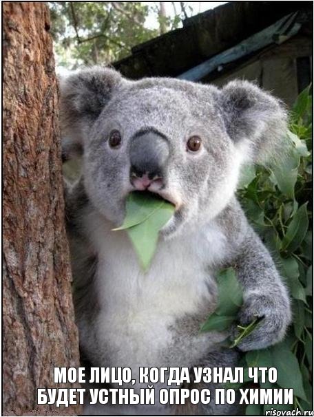 Мое лицо, когда узнал что будет устный опрос по химии, Комикс коала