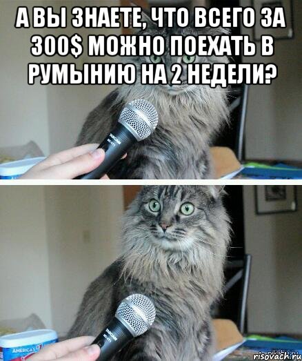 А вы знаете, что всего за 300$ можно поехать в Румынию на 2 недели? , Комикс  кот с микрофоном