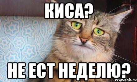 Киса? Не ест неделю?, Мем  кот печаль