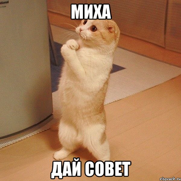 Миха Дай совет, Мем  котэ молится