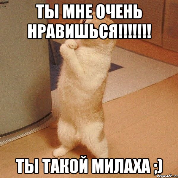 Ты мне очень нравишься!!!!!!! Ты такой милаха ;), Мем  котэ молится