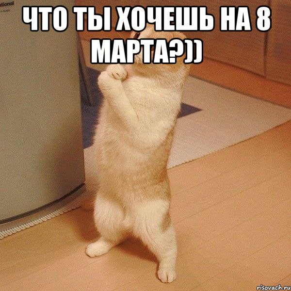 Что ты хочешь на 8 марта?)) , Мем  котэ молится