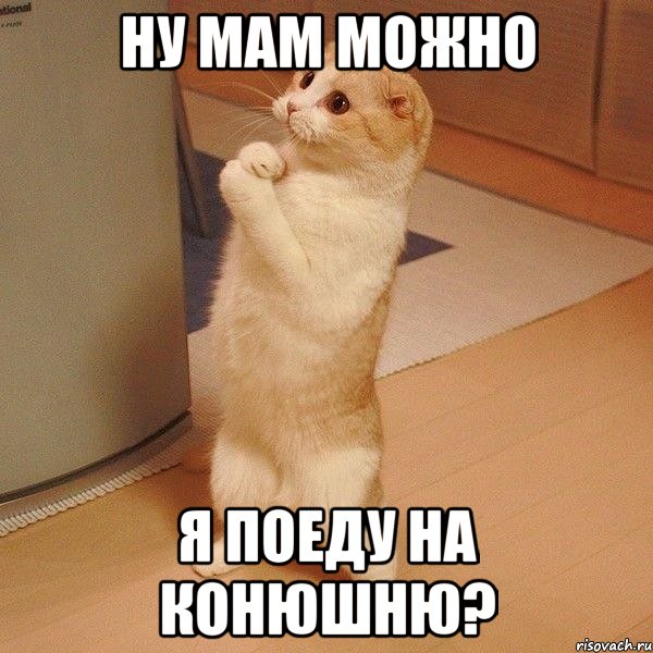 Ну мам можно я поеду на конюшню?, Мем  котэ молится