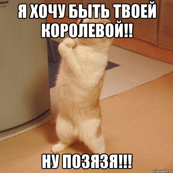 Я Хочу быть твоей королевой!! Ну позязя!!!, Мем  котэ молится