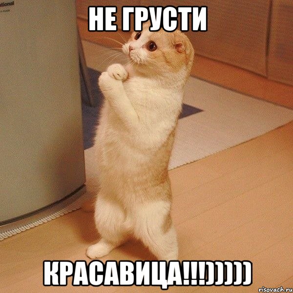 не грусти красавица!!!))))), Мем  котэ молится