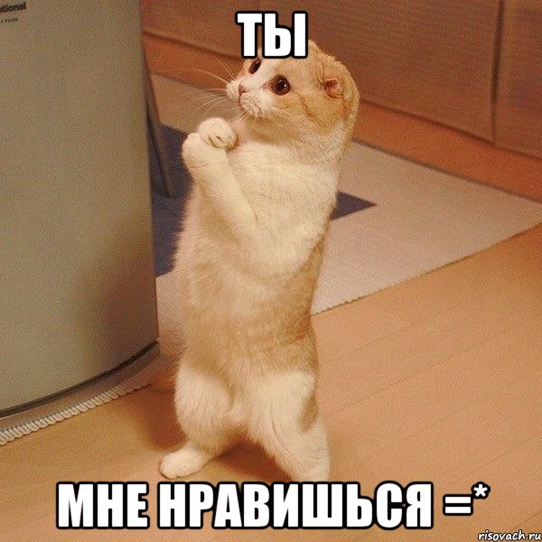 ты мне нравишься =*, Мем  котэ молится