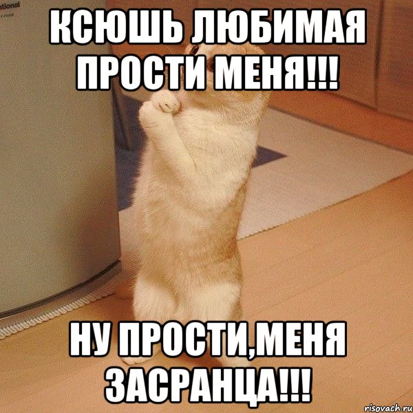 Ксюшь Любимая Прости Меня!!! Ну Прости,Меня Засранца!!!, Мем  котэ молится