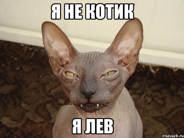 я не котик я лев