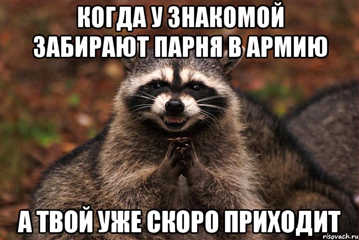 когда у знакомой забирают парня в армию а твой уже скоро приходит, Мем  Хитрый енот