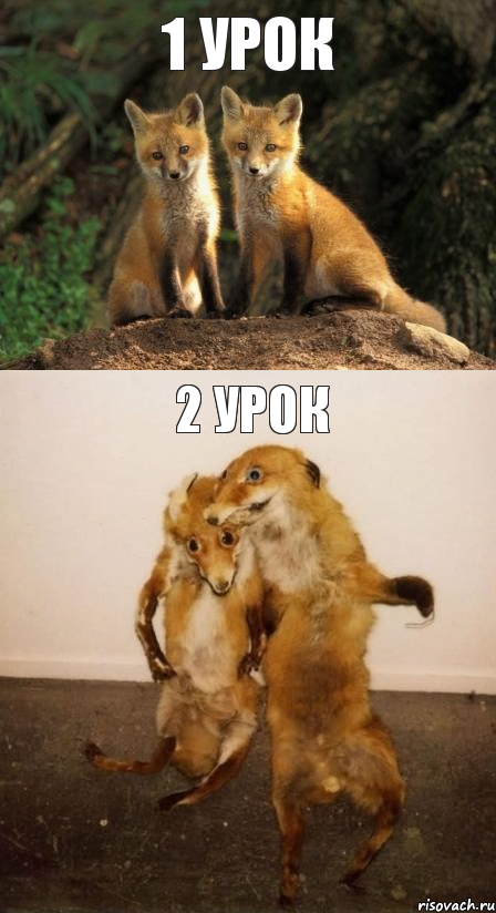 1 урок 2 урок, Комикс Лисицы