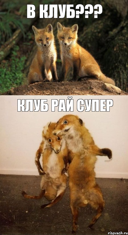 В клуб??? Клуб рай супер, Комикс Лисицы