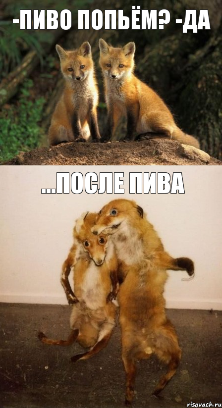 -пиво попьём? -да ...после пива, Комикс Лисицы