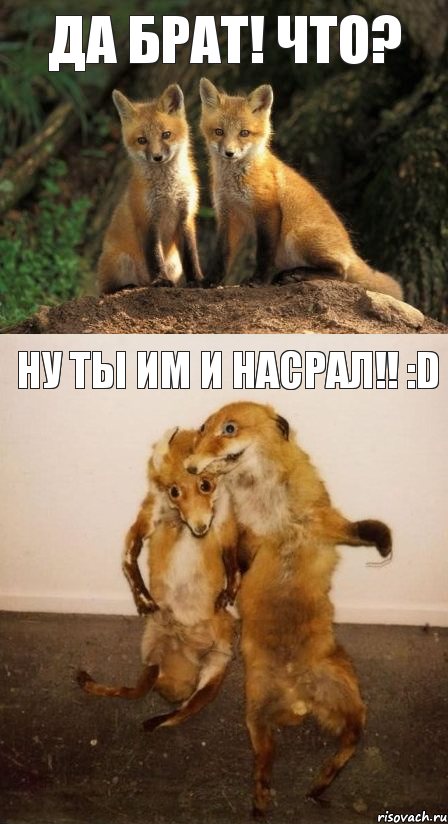 Да брат! Что? Ну ты им и насрал!! :D, Комикс Лисицы