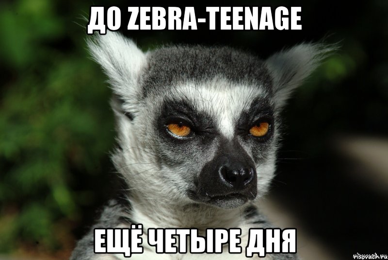 До Zebra-TeenAge ещё четыре дня, Мем   Я збагоен