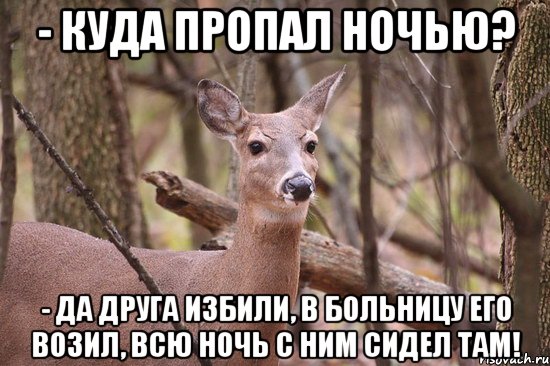 - куда пропал ночью? - да друга избили, в больницу его возил, всю ночь с ним сидел там!, Мем Наивная олениха