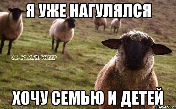 Я уже нагулялся Хочу семью и детей, Мем  Наивная Овца