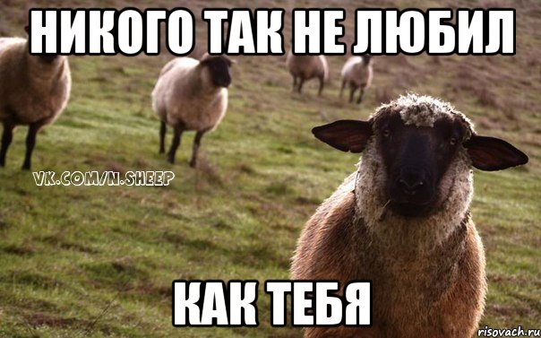 Никого так не любил как тебя, Мем  Наивная Овца