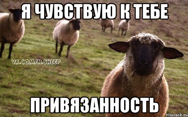 Я ЧУВСТВУЮ К ТЕБЕ ПРИВЯЗАННОСТЬ