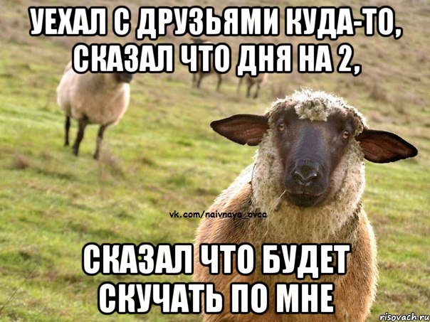 уехал с друзьями куда-то, сказал что дня на 2, сказал что будет скучать по мне, Мем  Наивная Овца