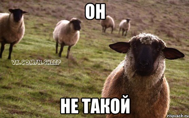 он не такой, Мем  Наивная Овца