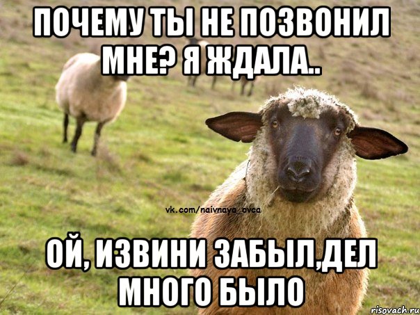 почему ты не позвонил мне? я ждала.. ой, извини забыл,дел много было, Мем  Наивная Овца