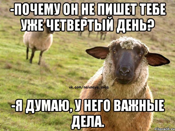 -почему он не пишет тебе уже четвертый день? -я думаю, у него важные дела., Мем  Наивная Овца