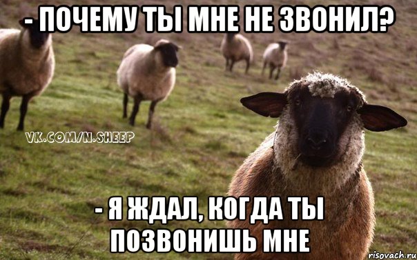 - Почему ты мне не звонил? - Я ждал, когда ты позвонишь мне, Мем  Наивная Овца