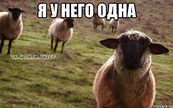 я у него одна , Мем  Наивная Овца