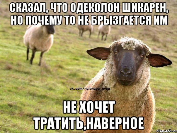 Сказал, что одеколон шикарен, но почему то не брызгается им Не хочет тратить,наверное, Мем  Наивная Овца