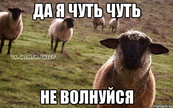 Да я чуть чуть не волнуйся, Мем  Наивная Овца