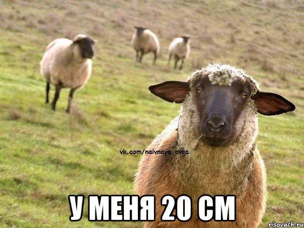  У меня 20 см, Мем  Наивная Овца