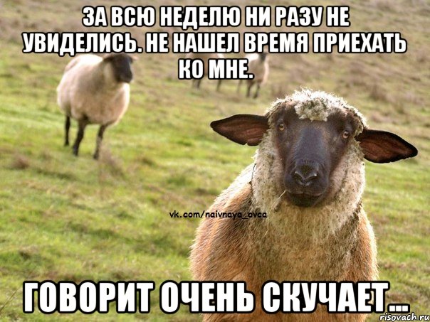 ЗА ВСЮ НЕДЕЛЮ НИ РАЗУ НЕ УВИДЕЛИСЬ. НЕ НАШЕЛ ВРЕМЯ ПРИЕХАТЬ КО МНЕ. ГОВОРИТ ОЧЕНЬ СКУЧАЕТ..., Мем  Наивная Овца