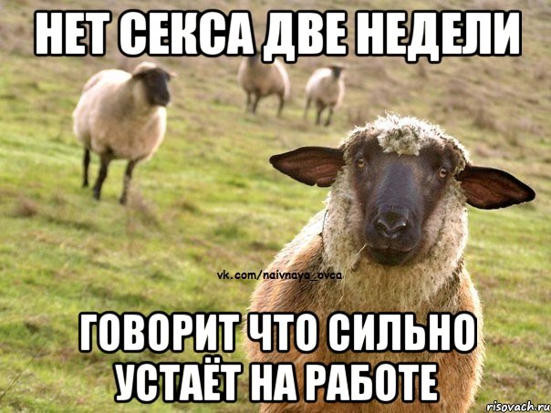 Нет секса две недели говорит что сильно устаёт на работе, Мем  Наивная Овца