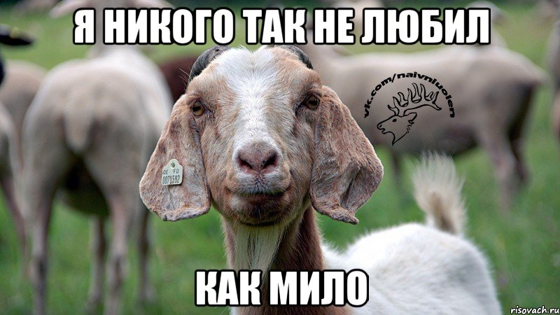 я никого так не любил как мило