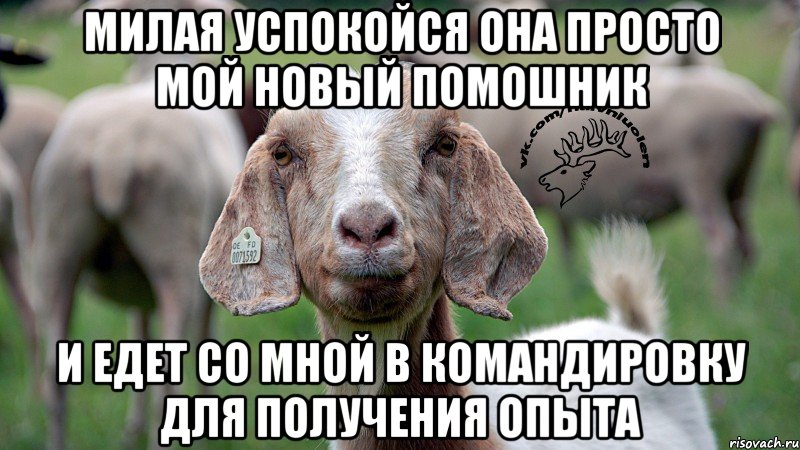 Милая успокойся она просто мой новый помошник И едет со мной в командировку для получения опыта, Мем  Наивная овца