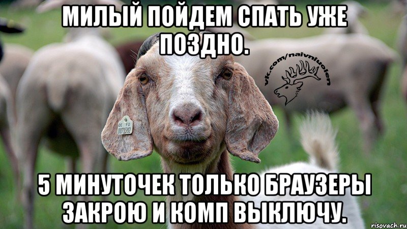 милый пойдем спать уже поздно. 5 минуточек только браузеры закрою и комп выключу., Мем  Наивная овца