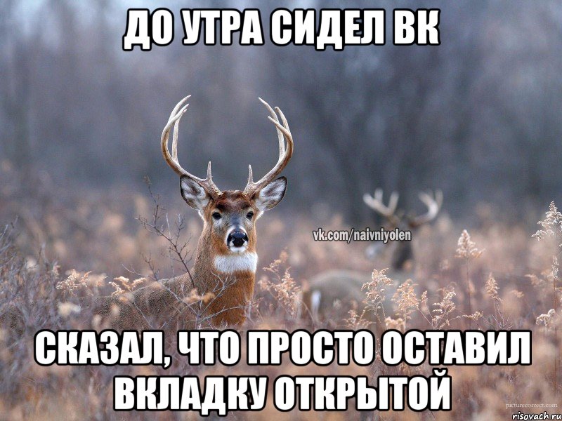 До утра сидел вк Сказал, что просто оставил вкладку открытой, Мем   Наивный олень