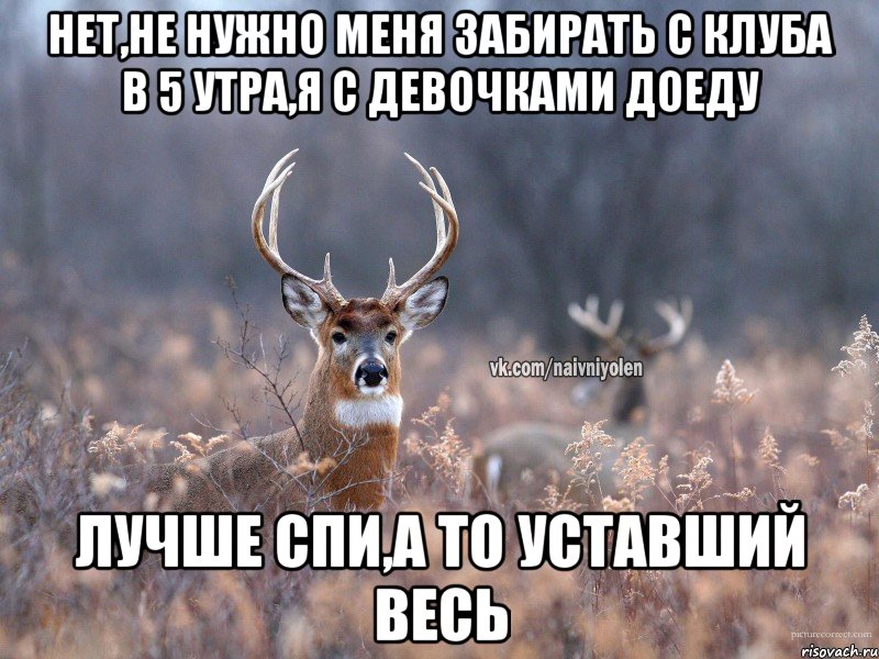 Нет,не нужно меня забирать с клуба в 5 утра,я с девочками доеду Лучше спи,а то уставший весь, Мем   Наивный олень