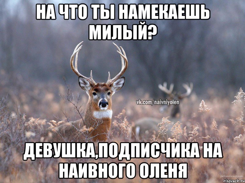 на что ты намекаешь милый? девушка,подписчика на наивного оленя, Мем   Наивный олень