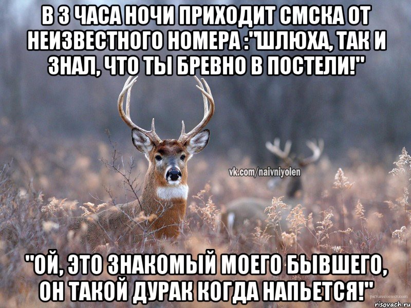 В 3 часа ночи приходит смска от неизвестного номера :"Шлюха, так и знал, что ты бревно в постели!" "Ой, это знакомый моего бывшего, он такой дурак когда напьется!", Мем   Наивный олень